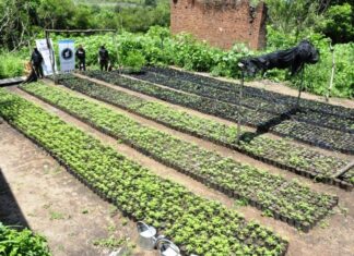 Mega granja de marihuana oculta en la selva de Salta