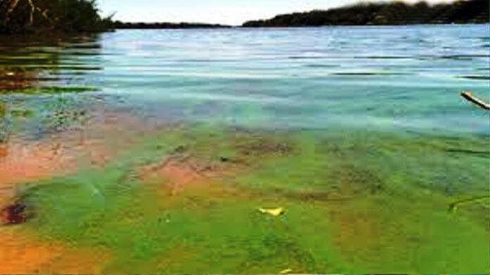 p5 cianobacterias en el río uruguay1