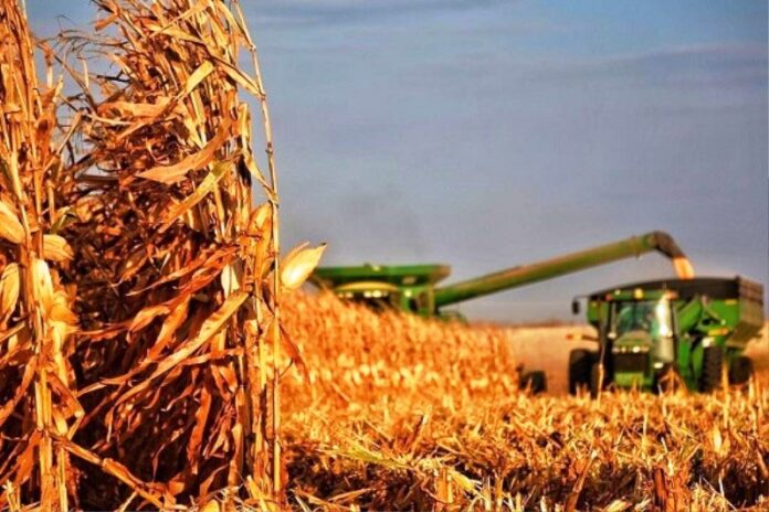 p8 - Se expandió la plantación de maíz