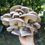 WhatsApp Image 2022-03-11 at 09.20.56