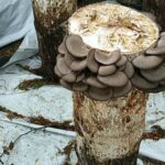 WhatsApp Image 2022-03-11 at 09.21.10