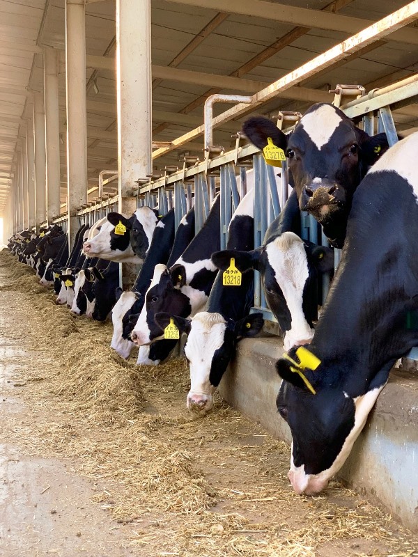 p9 - vacas