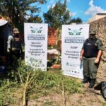 Pagina 7 10 de abril 2022 Un detenido tras decomiso de plantación de marihuana