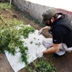 Pagina 7 10 de abril 2022 Un detenido tras decomiso de plantación de marihuana2