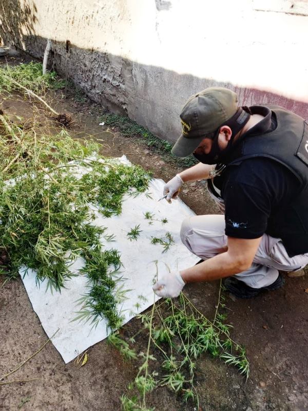 Pagina 7 10 de abril 2022 Un detenido tras decomiso de plantación de marihuana2