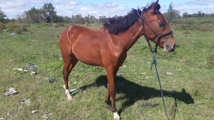 caballo 12042022