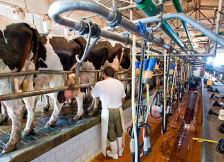 Lanzan un programa de ayuda para para tamberos