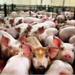 p2 – Crece la producción de porcinos en Entre Ríos