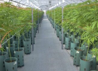 En qué consiste la Ley de Cannabis Medicinal y Cáñamo Industrial