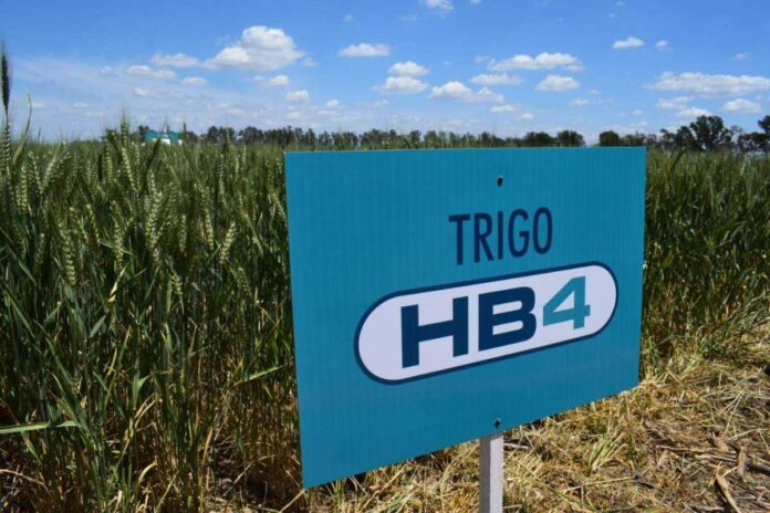 Trigo HB4