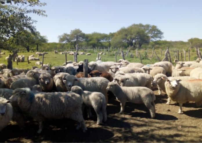p2 - La mesa ovina analizó proyectos productivos