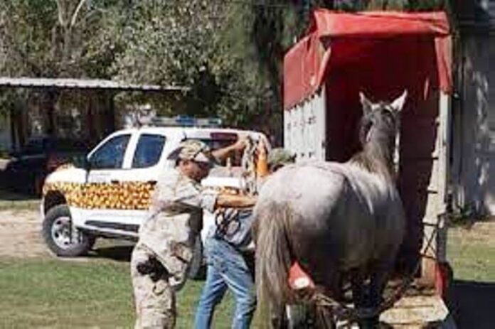 p5 caballos rescatados1