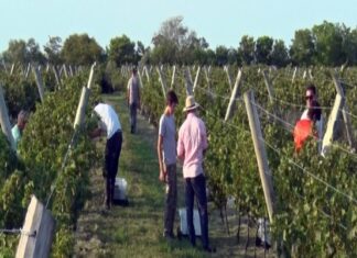 Censan establecimientos vitivinícolas de Entre Ríos