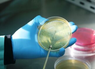 INTA. Crean una vacuna contra la Escherichia coli en bovinos