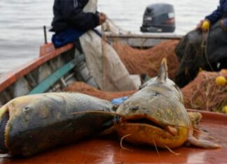 Recurso ictícola. Los pescadores se sumarán al monitoreo