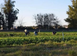 Yo digo… La depredadora agricultura sin agricultores