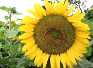 Prevén que crezca la siembra de girasol