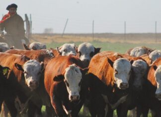 La SRA Entre Ríos afirma que “no hay espacio” para una suba de retenciones y pide unificación del tipo de cambio