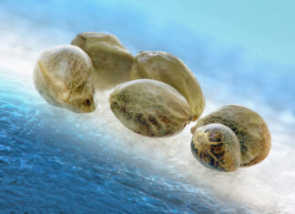 Aprueban la compra legal de semillas de cannabis en Argentina