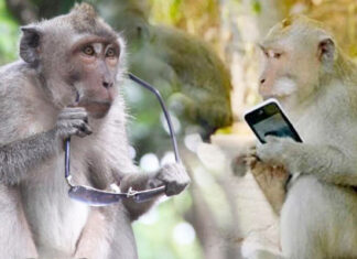 Yo digo… Un dilema famoso y los monos