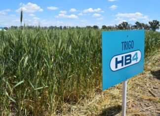 Estados Unidos aprobó el uso del trigo argentino transgénico HB4