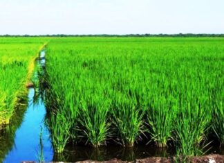 El Gobernador prorrogó el subsidio para los arroceros