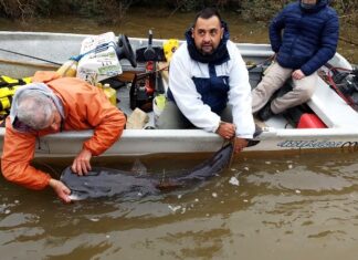 CARU realizó la marcación de surubíes para investigación