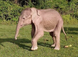 Nació en Myanmar un inusual elefante blanco
