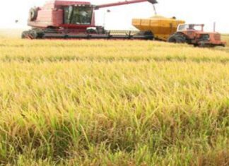 En Entre Ríos se obtuvieron rindes récords de arroz