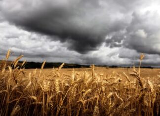 Agro: Prevén pérdidas ante nuevas sequías