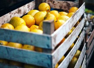 Más de 300.000tn de limones no se cosecharán