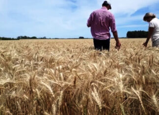 La actividad agropecuaria generó 18.500 empleos