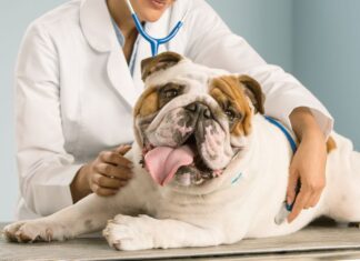 Día del Veterinario: ¿Por qué se celebra hoy en Argentina?