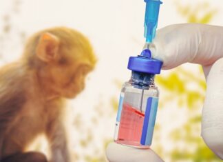 Inician en EEUU ensayos clínicos de una vacuna contra la viruela del mono