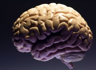 Yo digo… El cerebro crece con el esfuerzo