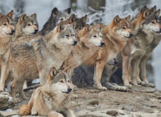 EDITORIAL… La manada y el lobo