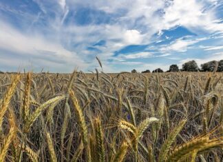 Yo digo… Monocultivos, usos y tenencia de la tierra