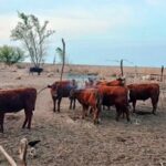 Pagina 7 Cinco detenidos mientras robaban vacunos en una zona de islas