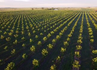 El 70% de las plantaciones de nuez pecán está en Entre Ríos