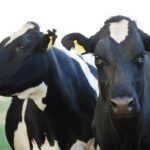 p2 – Presentan la primera vacuna contra la Leucosis bovina