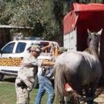 p5 rescate animal1