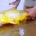 p5 veda dorado
