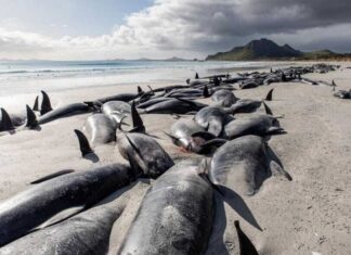 Fallecieron 250 ballenas piloto que quedaron varadas en Nueva Zelanda