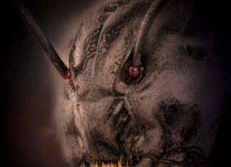 Tomaron una foto en primer plano de una hormiga