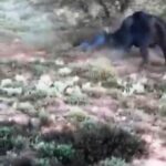 Pagina 6 (7) se conocieron las imagenes del ataque a un cazador