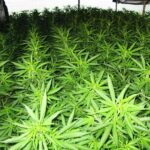 Pagina 7 (7) Secuestraron gran cantidad de marihuana en una casa