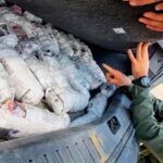 Pagina 7 Secuestran cargamento de hojas de coca