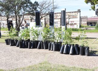 Plantan árboles en la zona costera