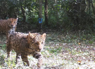 Parque Nacional Iguazú: Registraron imágenes de ocho yaguaretés
