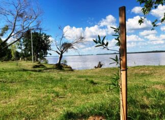 Plantan árboles para recuperar el bosque nativo